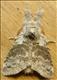 2028 (72.015) Pale Tussock